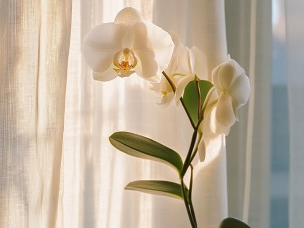 Photo d'une orchidée phalaenopsis en pleine floraison